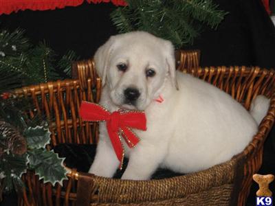 AKC YELLOW LABRADOR PUPPY 3 1/2 MONTHS